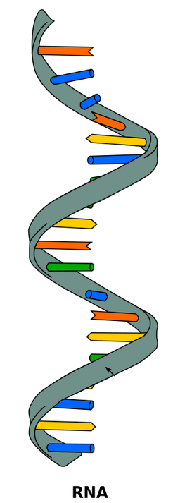 Uncertainty in RNA biology